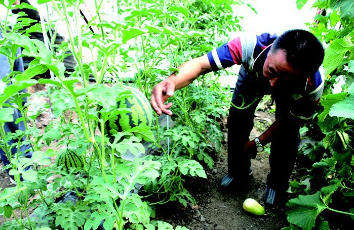 「吉农关注」生态美、生活富、风气新……乡村振兴看“金华”！