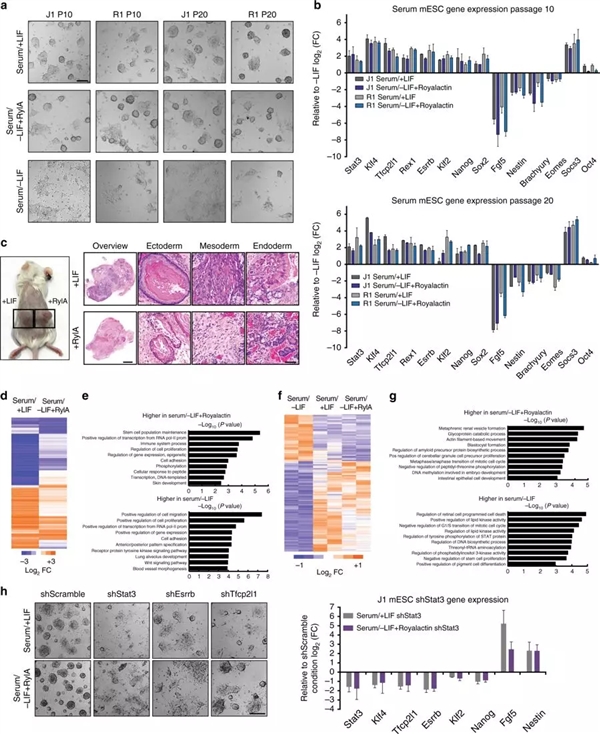 蜂王浆蛋白功效与作用,蜂王浆的蛋白质含量怎么样
