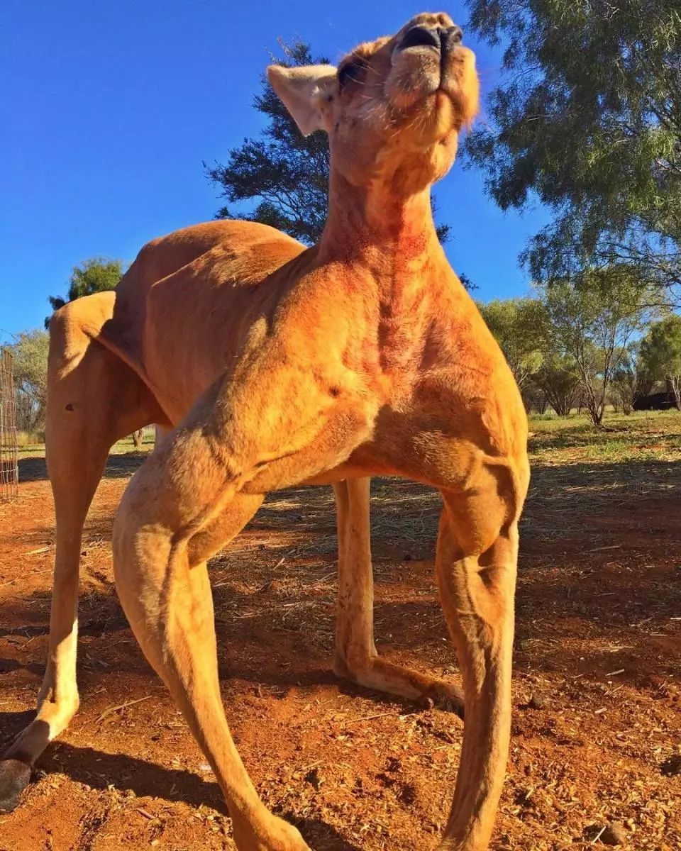 澳大利亚袋鼠手撕铁桶,袋鼠徒手捏爆铁桶