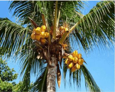 最近很火的椰子油,明星推荐椰子油视频