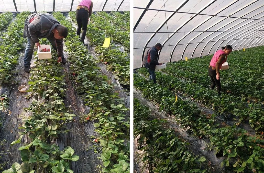 又香又甜好吃的草莓,果香四溢的草莓果酱