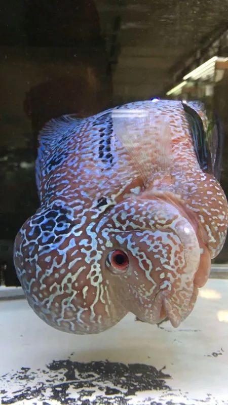 罗汉鱼脱肛严重还有救吗,罗汉鱼失鳔症的鱼恢复要多久