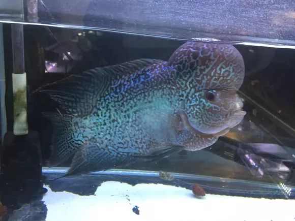 罗汉鱼失鳔症的鱼恢复要多久,罗汉鱼肠子掉出来还有救吗