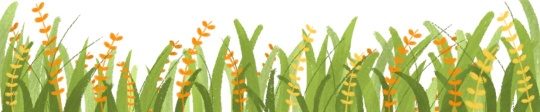 世界最细的植物,被称为世界上最有用的植物