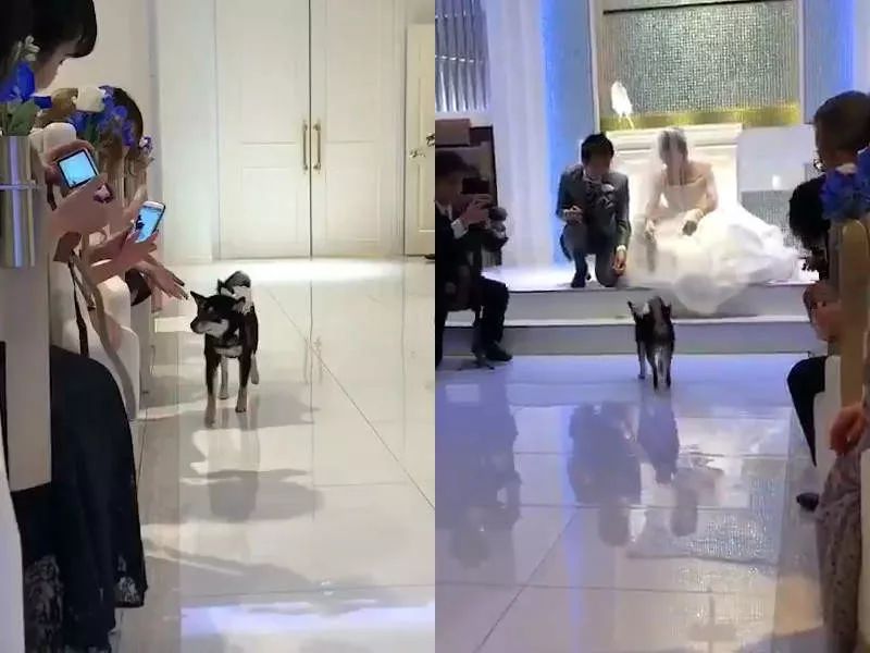 为什么新婚不能带狗,结婚要带狗吗