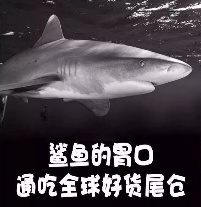 奢侈品秋季特卖会,轻奢名品特卖