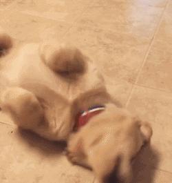 主人要牵绳vs狗狗讨厌项圈？别急，6步教你解决！