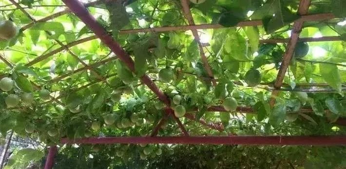 攀枝花旅游攻略自由行最佳路线 (自驾去攀枝花可以经过什么风景区)