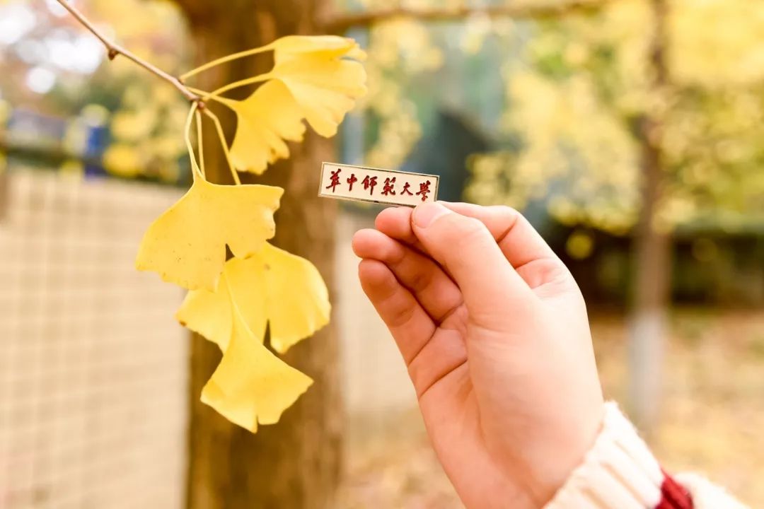 “妈，我在华师看了一场金黄色的雪！”