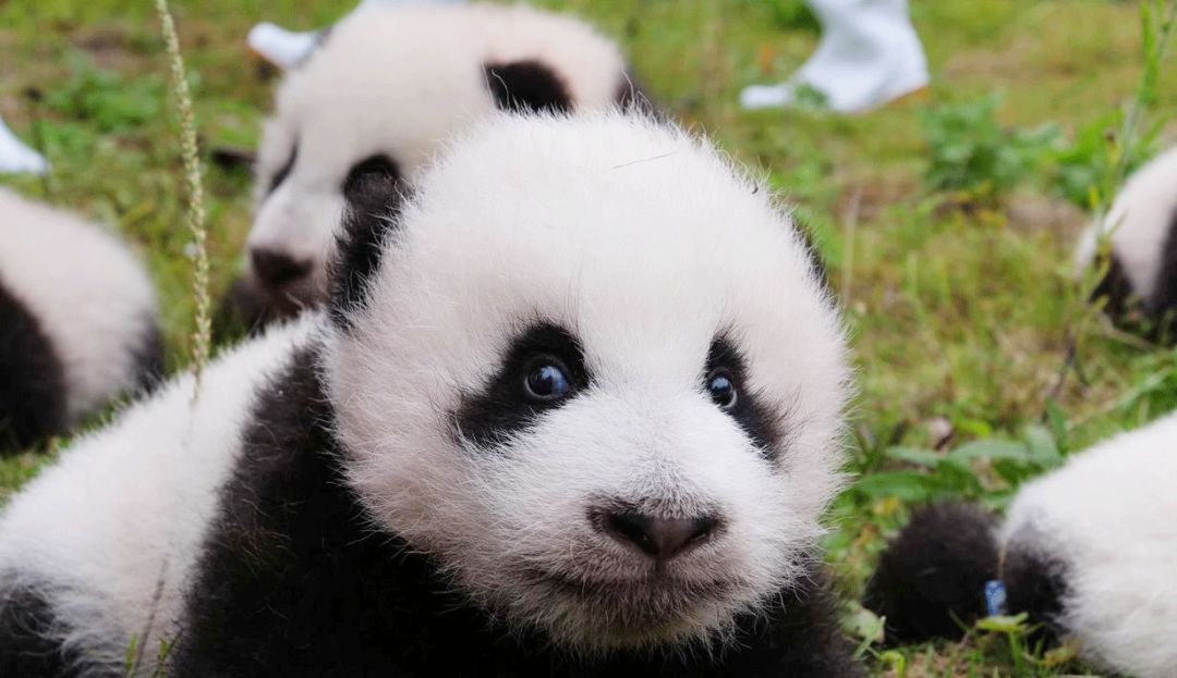 老外到底多喜欢熊猫,老外看中国大熊猫