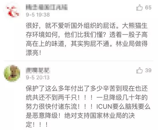 老外多爱猫咪,老外多爱中国