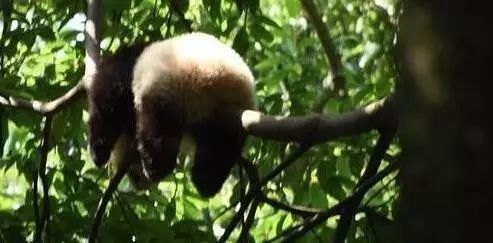 老外到底多喜欢熊猫,老外看中国大熊猫