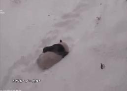 老外到底多喜欢熊猫,老外看中国大熊猫