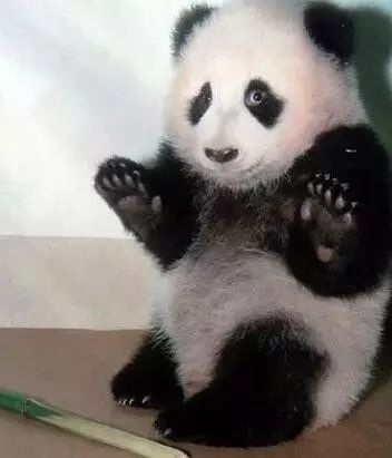老外到底多喜欢熊猫,老外看中国大熊猫
