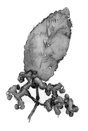 赶花会｜拐枣曾是丰饶过我们味觉体验的野果那甜到腻的滋味一如既往始终纯真