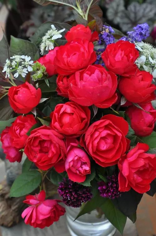 日本顶级微型月季,日本顶级盆栽大师