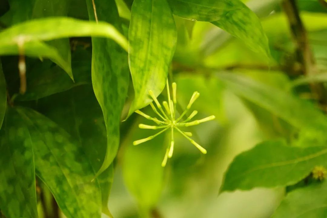 华南植物园吉祥花图片,华南植物园禾雀花观赏时间