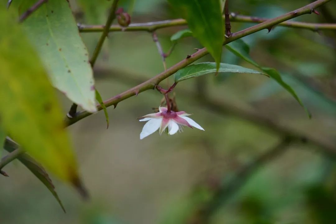 华南植物园吉祥花图片,华南植物园禾雀花观赏时间