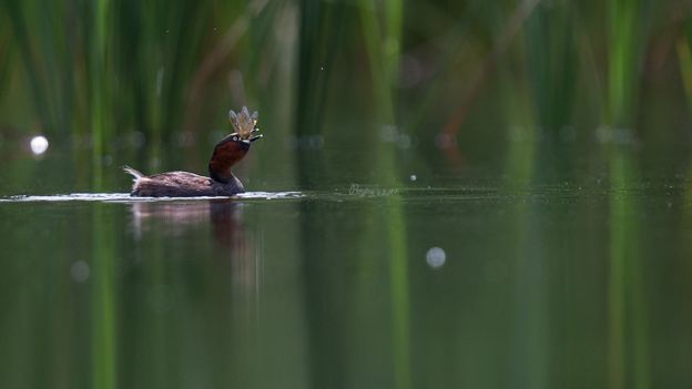 身边没有野生动物？也许是你不够慢