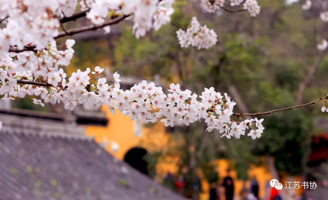 顾城经典的诗句有哪些,顾城的诗句唯美短句