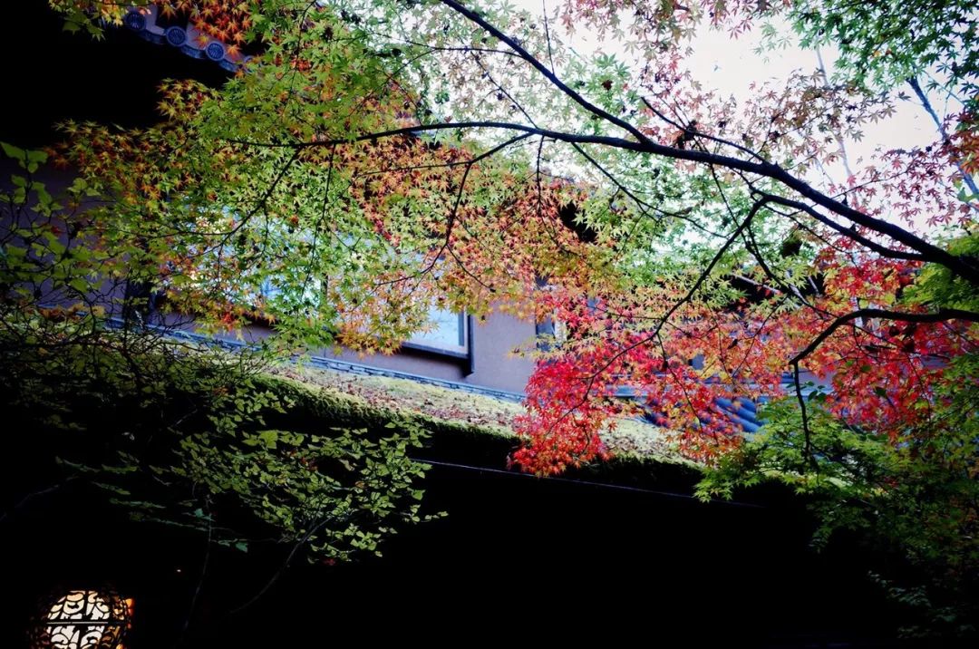 日本大分县旅游攻略,日本冬日3天攻略