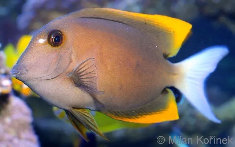 海底小百科的视频,海水小百科紫月神仙鱼