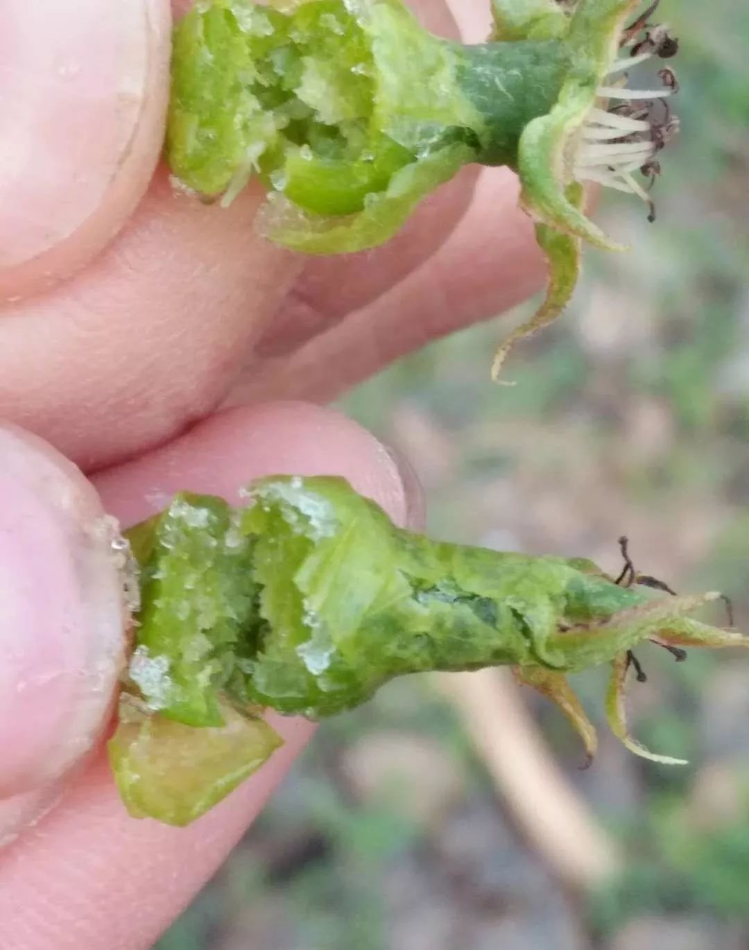 寡妇年真的有倒春寒吗,2019年是不是寡妇年