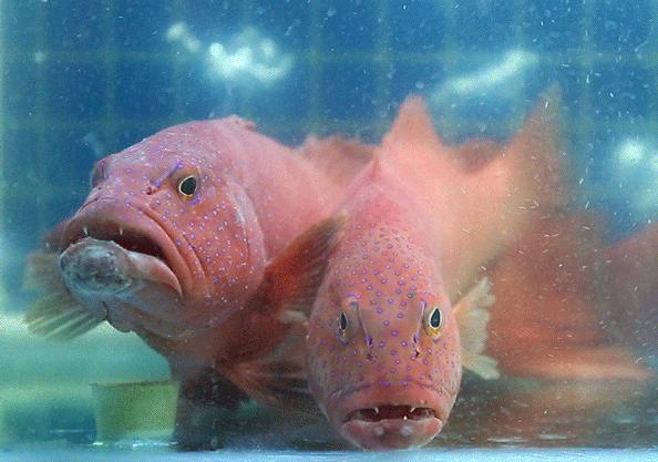 坐拥150㎡私家花园的火锅店，竟然还配空姐服务！