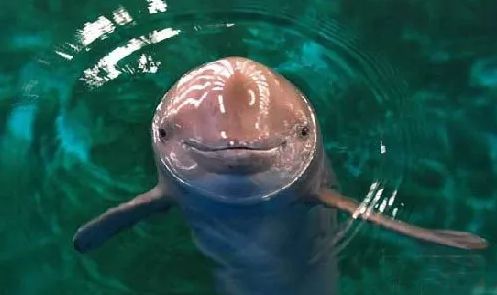 蹦跶自然课堂丨守护“微笑精灵”，我们在行动