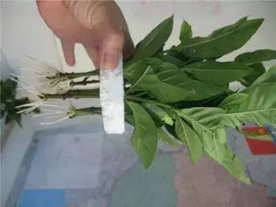 水插栀子花技术,水插栀子怎么移栽