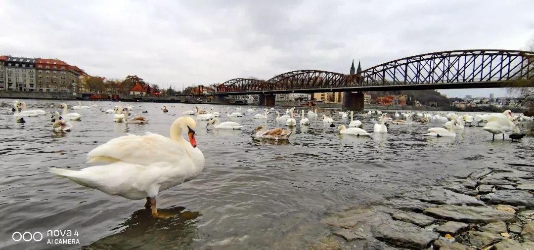 波西米亚狂想曲镜头,波西米亚狂想曲视频