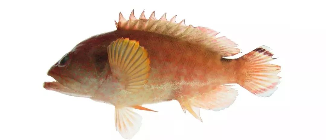 不认识这些海鲜，还敢说吃遍三亚？“三亚发布”能查海鲜限价哦～