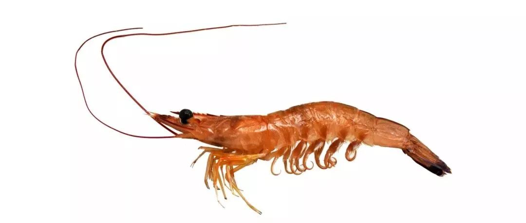 不认识这些海鲜，还敢说吃遍三亚？“三亚发布”能查海鲜限价哦～