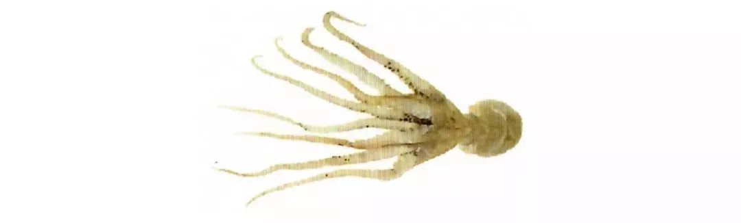 不认识这些海鲜，还敢说吃遍三亚？“三亚发布”能查海鲜限价哦～