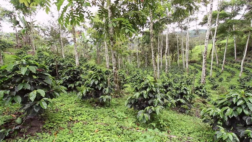 中国最大的咖啡种植产区,亚洲的咖啡产区特点