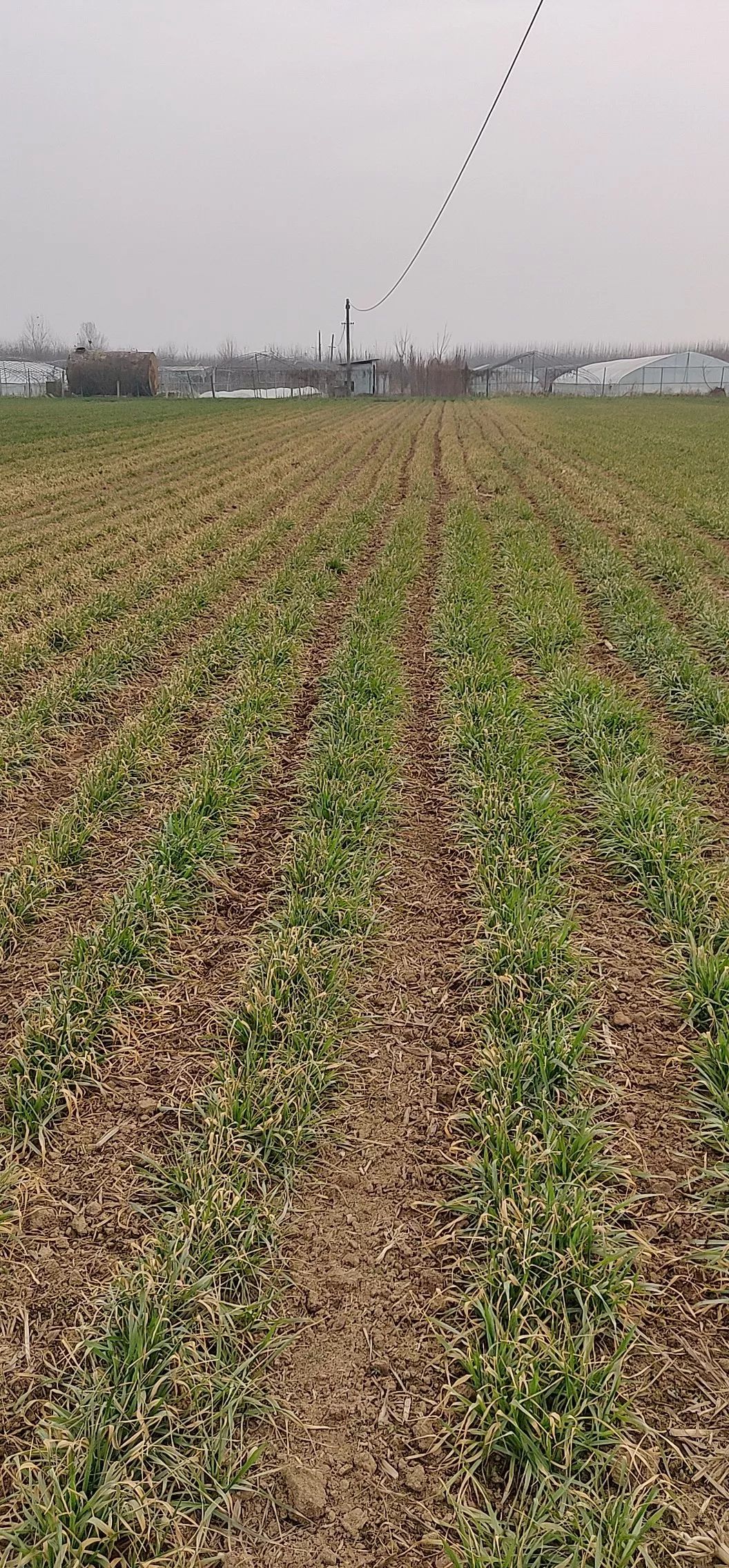 小麦最近发黄是什么原因造成,多地小麦出现发黄枯死现象