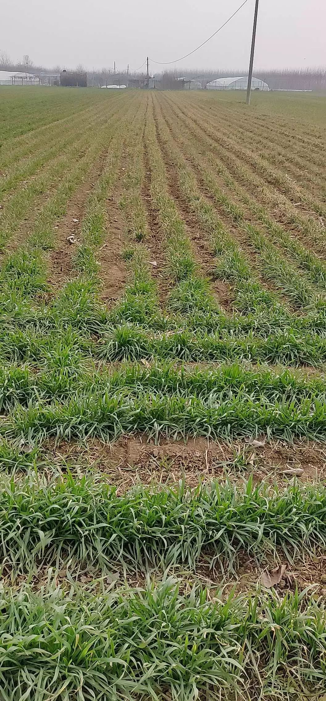小麦最近发黄是什么原因造成,多地小麦出现发黄枯死现象