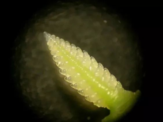 小麦最近发黄是什么原因造成,多地小麦出现发黄枯死现象