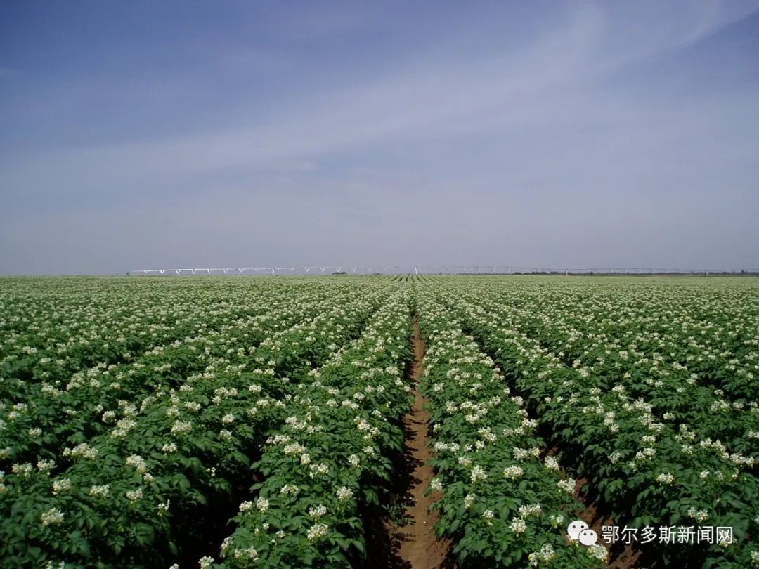 达拉特旗农村的最新规划,达拉特旗农业