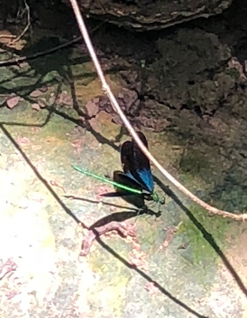 在爱情天梯偶遇小青龙