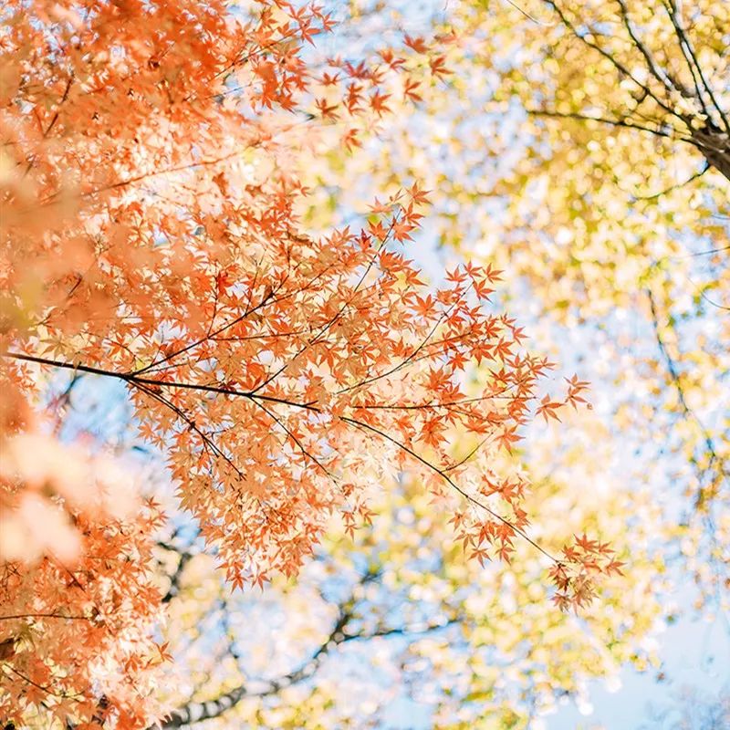 日系清新拍照参考,拍小清新日系照