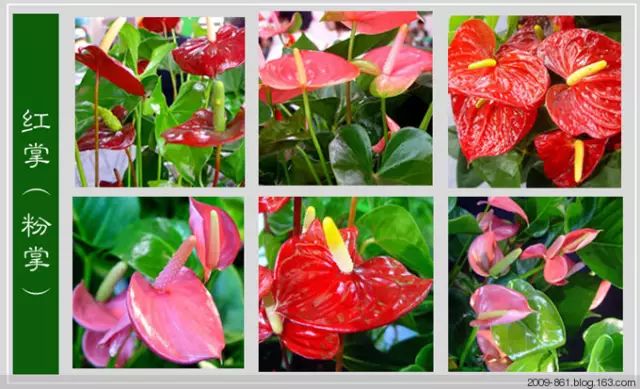 最全花品种,史上最简单的十种花