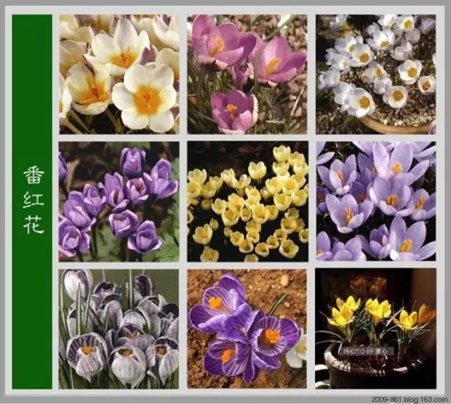 最全花品种,史上最简单的十种花