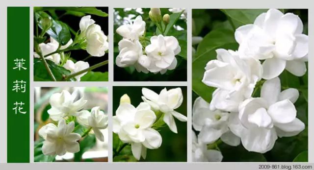 最全花品种,史上最简单的十种花