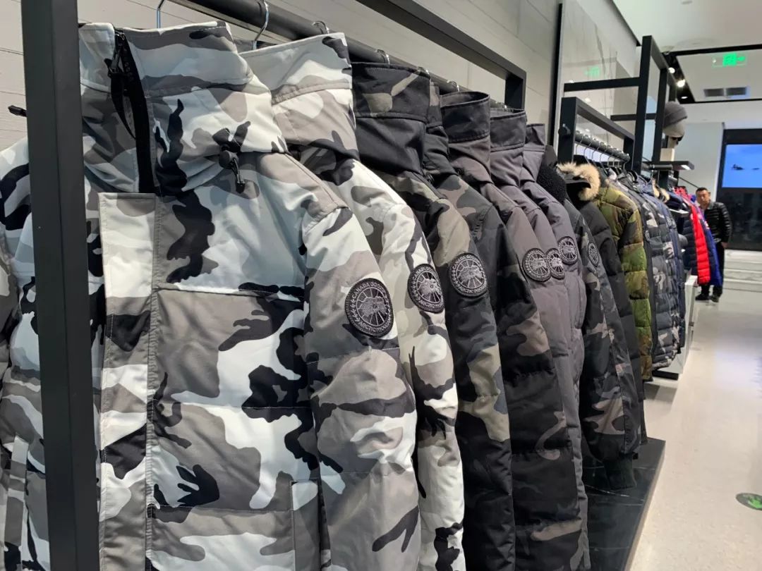 加拿大鹅遍布大街小巷,加拿大鹅北京街