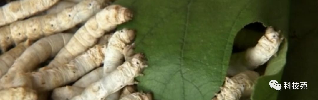 养2万只石蛙投资多少,养石蛙一亩一年能赚多少