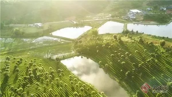 普洱茶获中国农产品声誉十强,勐海普洱茶全国农业品牌榜首