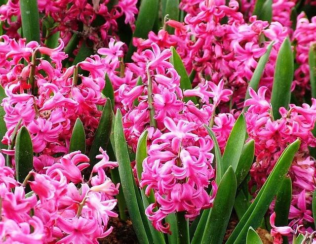 喜庆年宵花,盘点最受欢迎的十大年宵花