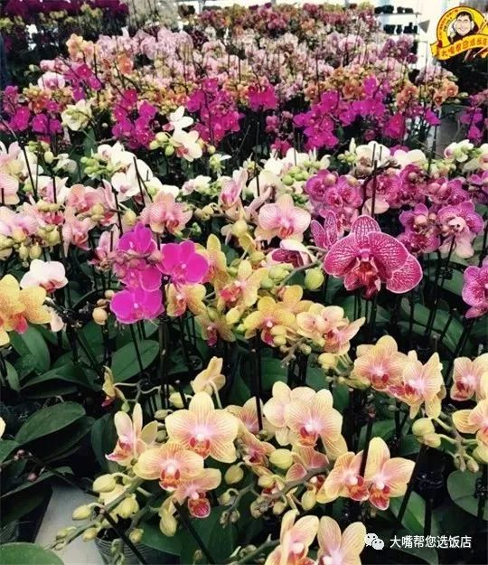 大连免费赏花好去处,逛遍大连