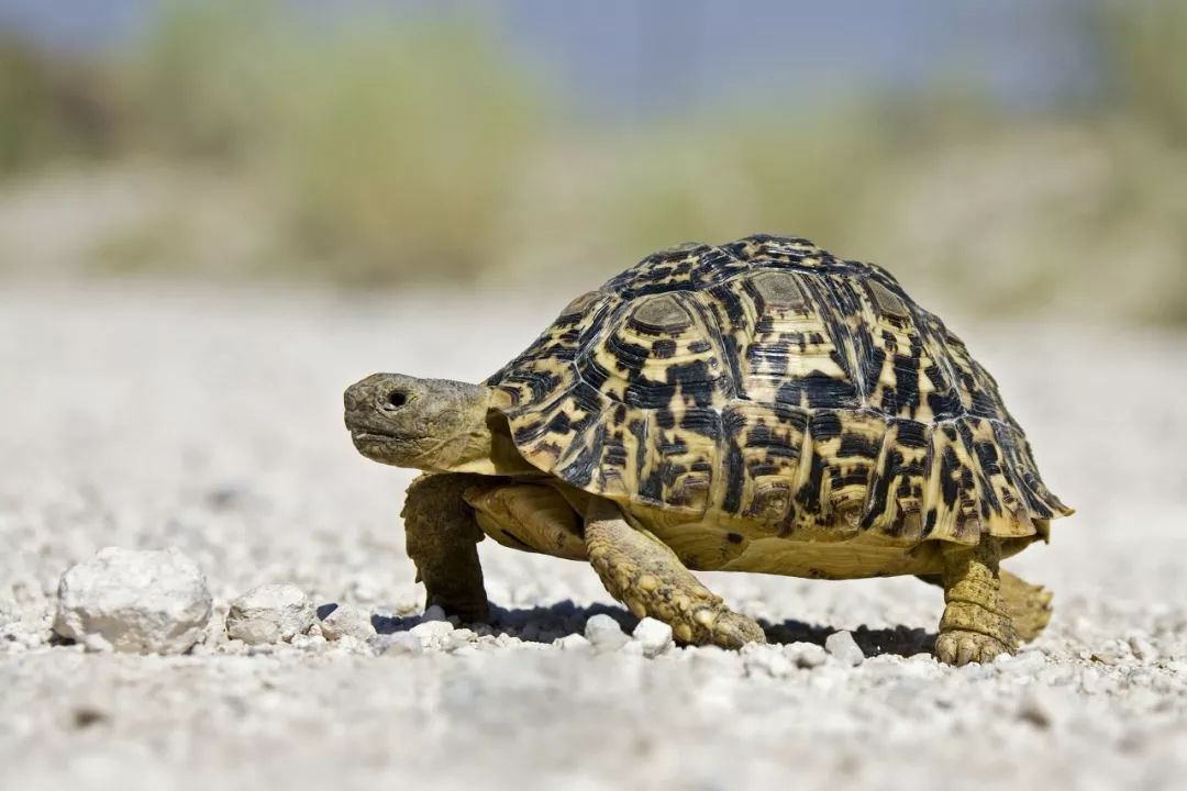 为什么现在的男生都不愿意谈结婚,现在为什么男生不愿意谈恋爱